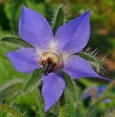 flower  : nom scientifique : Borago officinalis L. , Borago , Boraginaceae 