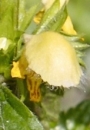 flower : nom scientifique : Lamium galeobdolon (L.) Crantz , Lamium , Lamiaceae