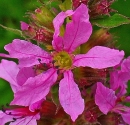 flower  : nom scientifique : Lythrum salicaria L. , Lythrum , Lythraceae 