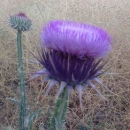 flower :