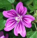 flower  : nom scientifique : Malva sylvestris L. , Malva , Malvaceae 