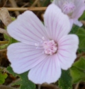 flower  : nom scientifique : Malva neglecta Wallr. , Malva , Malvaceae 