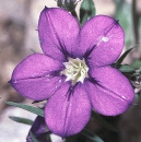 flower  : nom scientifique : Legousia speculum-veneris Chaix , Legousia , Campanulaceae 