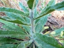 leaf  : nom scientifique : Echium L. , Boraginaceae 