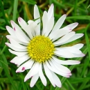 flower  : nom scientifique : Bellis perennis L. , Bellis , Asteraceae 