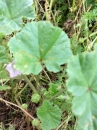 leaf  : nom scientifique : Malva neglecta Wallr. , Malva , Malvaceae 