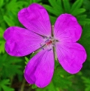 flower  : nom scientifique : Geranium sanguineum L. , Geranium , Geraniaceae 