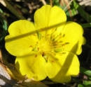 flower  : nom scientifique : Potentilla reptans L. , Potentilla , Rosaceae 