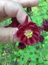 flower  : nom scientifique : Aquilegia L. , Ranunculaceae 