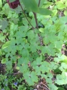leaf  : nom scientifique : Aquilegia L. , Ranunculaceae 