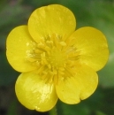 flower  : nom scientifique : Ranunculus repens L. , Ranunculus , Ranunculaceae 