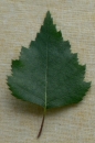 leaf : nom scientifique : Betula verrucosa Ehrh. , Betula , Betulaceae