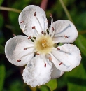 flower  : nom scientifique : Crataegus monogyna Jacq. , Crataegus , Rosaceae 