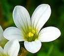 flower  : nom scientifique : Saxifraga granulata L. , Saxifraga , Saxifragaceae 