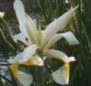flower  : nom scientifique : Iris orientalis Mill. , Iris , Iridaceae 