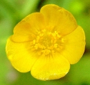 flower  : nom scientifique : Ranunculus acris L. , Ranunculus , Ranunculaceae 