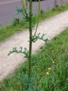 stemleaf  : nom scientifique : Senecio jacobaea L. , Senecio , Asteraceae 