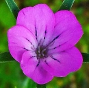 flower  : nom scientifique : Agrostemma githago L. , Agrostemma , Caryophyllaceae 