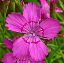 flower  : nom scientifique : Dianthus deltoides L. , Dianthus , Caryophyllaceae 