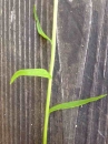 leaf : nom scientifique : Phyteuma L. , Campanulaceae