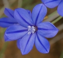 flower  : nom scientifique : Aphyllanthes monspeliensis L. , Aphyllanthes , Asparagaceae 