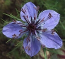 flower  : nom scientifique : Nigella damascena L. , Nigella , Ranunculaceae 