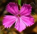 flower  : nom scientifique : Dianthus carthusianorum L. , Dianthus , Caryophyllaceae 