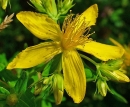 flower  : nom scientifique : Hypericum perforatum L. , Hypericum , Hypericaceae 