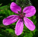 flower  : nom scientifique : Erodium cicutarium (L.) LÕHÃ©r. ex Aiton , Erodium , Geraniaceae 