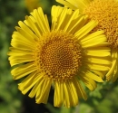 flower  : nom scientifique : Pulicaria dysenterica Bernh. , Pulicaria , Asteraceae 