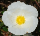 flower  : nom scientifique : Cistus monspeliensis L. , Cistus , Cistaceae 