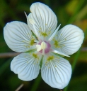 flower  : nom scientifique : Parnassia palustris L. , Parnassia , Celastraceae 