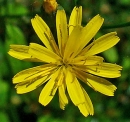 flower  : nom scientifique : Lapsana communis L. , Lapsana , Asteraceae 