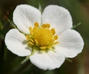 flower  : nom scientifique : Fragaria vesca L. , Fragaria , Rosaceae 