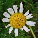 flower  : nom scientifique : Anthemis arvensis L. , Anthemis , Asteraceae 