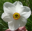 flower  : nom scientifique : Narcissus poeticus L. , Narcissus , Amaryllidaceae 