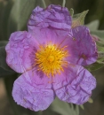 flower  : nom scientifique : Cistus albidus L. , Cistus , Cistaceae 