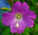 flower  : nom scientifique : Epilobium montanum L. , Epilobium , Onagraceae 