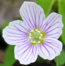 flower  : nom scientifique : Oxalis acetosella L. , Oxalis , Oxalidaceae 
