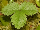 leaf  : nom scientifique : Fragaria vesca L. , Fragaria , Rosaceae 