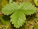 leaf  : nom scientifique : Fragaria vesca L. , Fragaria , Rosaceae 