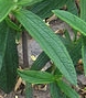 leaf  : nom scientifique : Cistus monspeliensis L. , Cistus , Cistaceae 