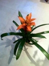 flower : nom scientifique : Guzmania Ruiz & Pav. , Bromeliaceae