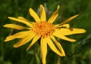 flower  : nom scientifique : Arnica montana L. , Arnica , Asteraceae 