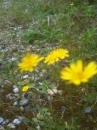 flower :