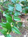 leaf  : nom scientifique : Myrtus communis L. , Myrtus , Myrtaceae 