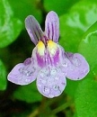 flower  : nom scientifique : Cymbalaria muralis P. Gaertn., B. Mey. & Scherb. , Cymbalaria , Plantaginaceae 