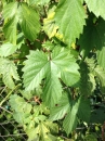 leaf :