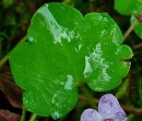 leaf  : nom scientifique : Cymbalaria muralis P. Gaertn., B. Mey. & Scherb. , Cymbalaria , Plantaginaceae 