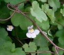 stemleaf  : nom scientifique : Cymbalaria muralis P. Gaertn., B. Mey. & Scherb. , Cymbalaria , Plantaginaceae 